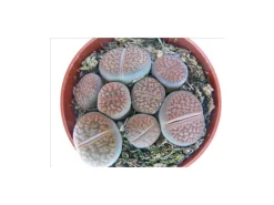 Exotenherz Lithops Lebender Stein im 5,5cm Topf