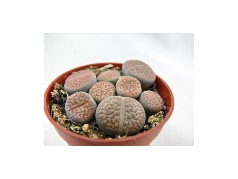 Exotenherz Lithops Lebender Stein Mehrere Pflanzen im 8,5cm Topf