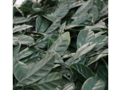 MCW Wandfliese L78 - Lorbeer Grün