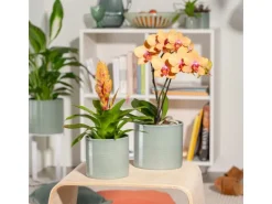 Scheurich Übertopf 828 Ø 12 cm x 11 cm Sage Grün