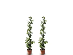 Sunny-Tree Toskanischer Jasmin 2 Stück Kletterpflanze und Außenpflanze Widerstandsfähig bis -18 Höhe 120 cm Trachelospermum Jasminoides