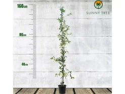 Sunny-Tree Toskanischer Jasmin 2 Stück Kletterpflanze und Außenpflanze Widerstandsfähig bis -18 Höhe 120 cm Trachelospermum Jasminoides