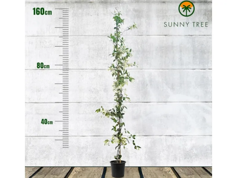 Sunny-Tree Toskanischer Jasmin 2 Stück Kletterpflanze und Außenpflanze Widerstandsfähig bis -18 Höhe 120 cm Trachelospermum Jasminoides
