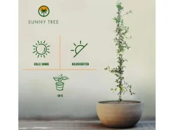 Sunny-Tree Toskanischer Jasmin 2 Stück Kletterpflanze und Außenpflanze Widerstandsfähig bis -18 Höhe 120 cm Trachelospermum Jasminoides