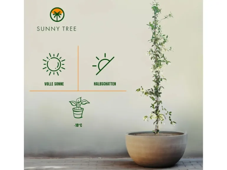 Sunny-Tree Toskanischer Jasmin 2 Stück Kletterpflanze und Außenpflanze Widerstandsfähig bis -18 Höhe 120 cm Trachelospermum Jasminoides