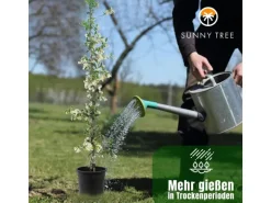 Sunny-Tree Toskanischer Jasmin 2 Stück Kletterpflanze und Außenpflanze Widerstandsfähig bis -18 Höhe 120 cm Trachelospermum Jasminoides