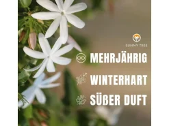 Sunny-Tree Toskanischer Jasmin 2 Stück Kletterpflanze und Außenpflanze Widerstandsfähig bis -18 Höhe 120 cm Trachelospermum Jasminoides