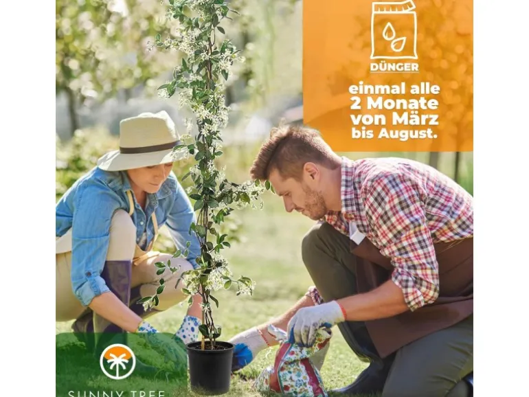 Sunny-Tree Toskanischer Jasmin 2 Stück Kletterpflanze und Außenpflanze Widerstandsfähig bis -18 Höhe 120 cm Trachelospermum Jasminoides