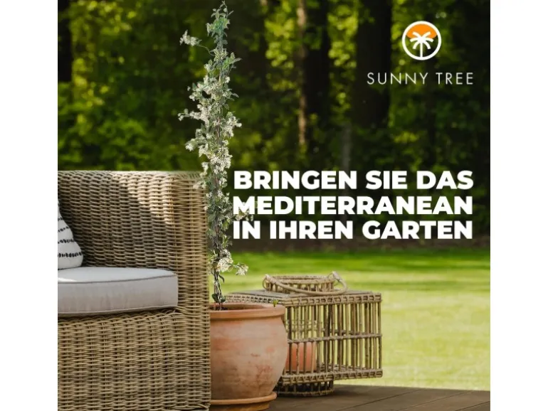 Sunny-Tree Toskanischer Jasmin 2 Stück Kletterpflanze und Außenpflanze Widerstandsfähig bis -18 Höhe 120 cm Trachelospermum Jasminoides