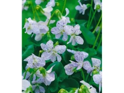 Viola Sororia Freckles Wiesenveilchen Ca 9x9 cm Topf