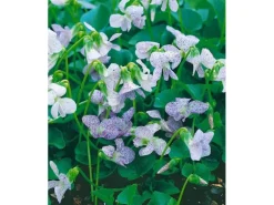 Viola Sororia Freckles Wiesenveilchen Ca 9x9 cm Topf