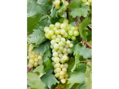 Vitis Vinifera Weinrebe Gelb 80–100 cm