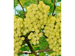 Vitis Vinifera Weinrebe Gelb 80–100 cm